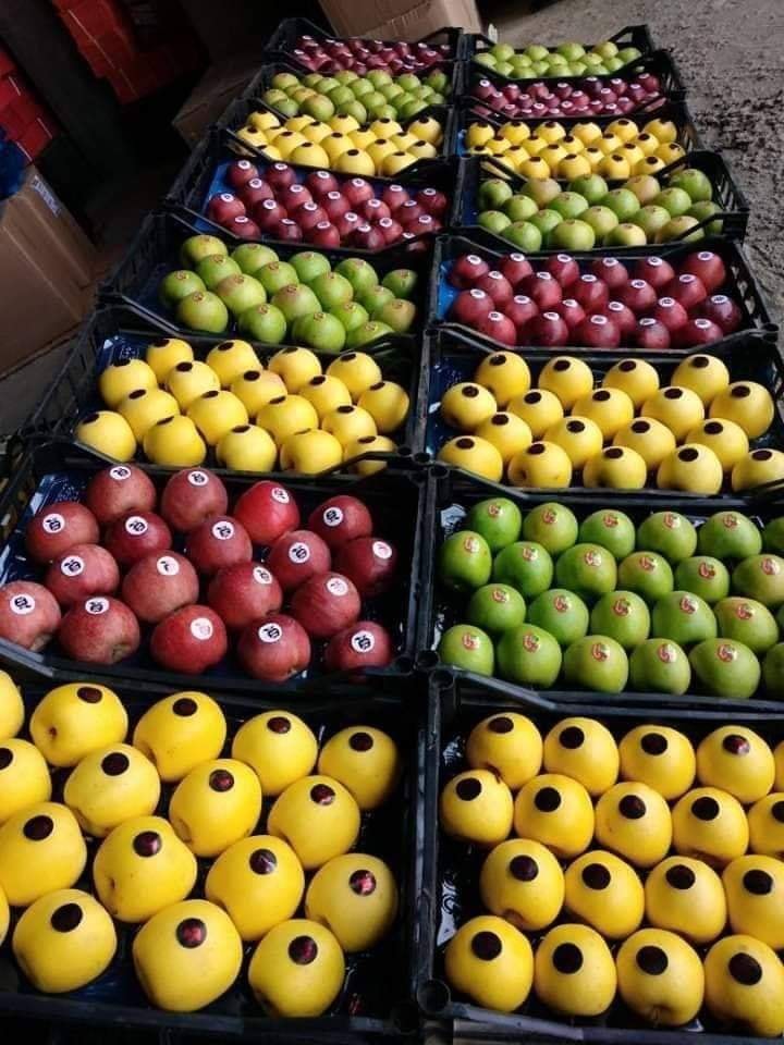  تفاح بوحمامة ولاية خنشلة من اجود انواع التفاح في العالم