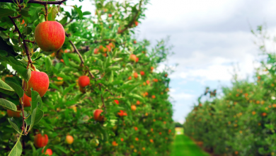 تفاح بوحمامة ولاية خنشلة من اجود انواع التفاح في العالم