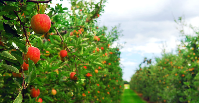 تفاح بوحمامة ولاية خنشلة من اجود انواع التفاح في العالم